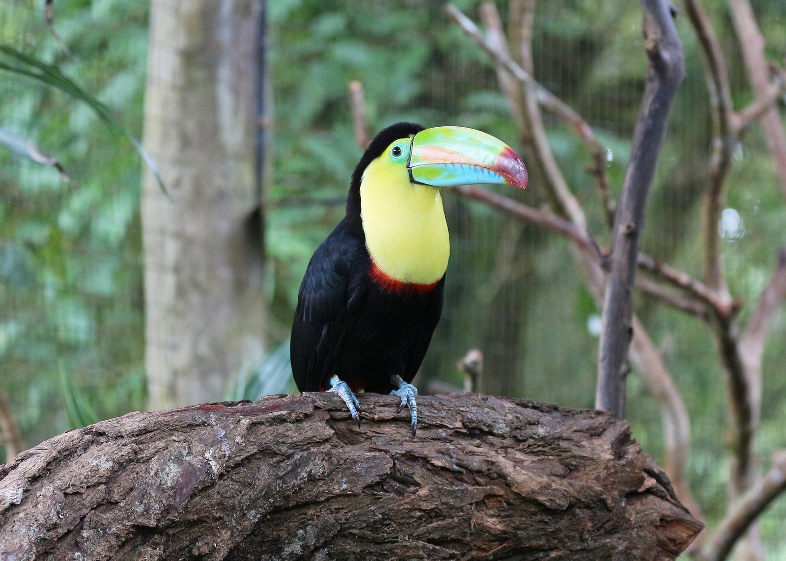 Keel-billed Toucan
