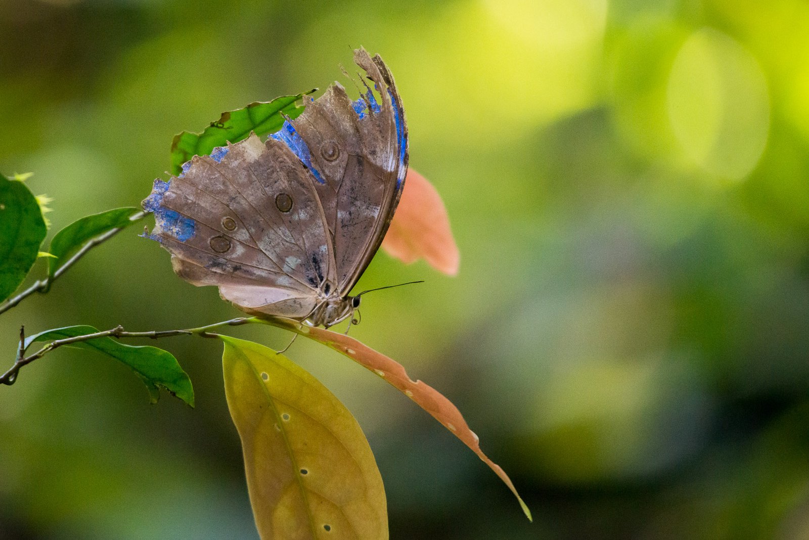 Blue Morpho Butterfly