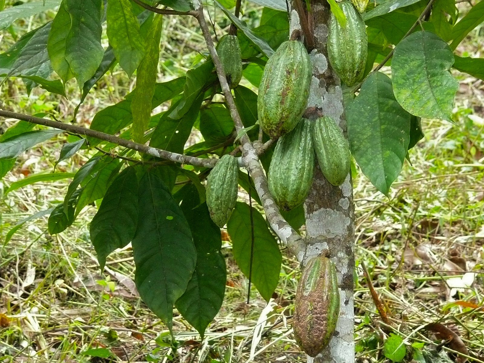 Cacao / Chocolate Tour