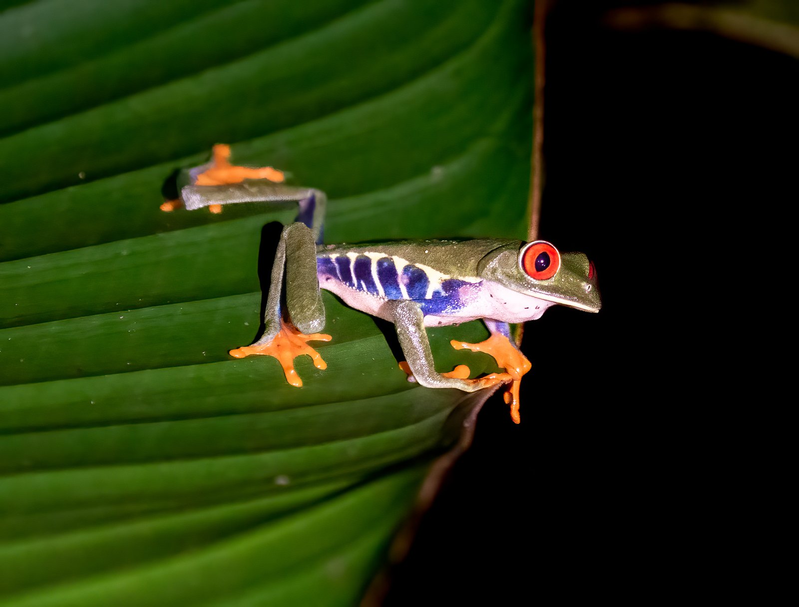 Red-eyed Tree Frog