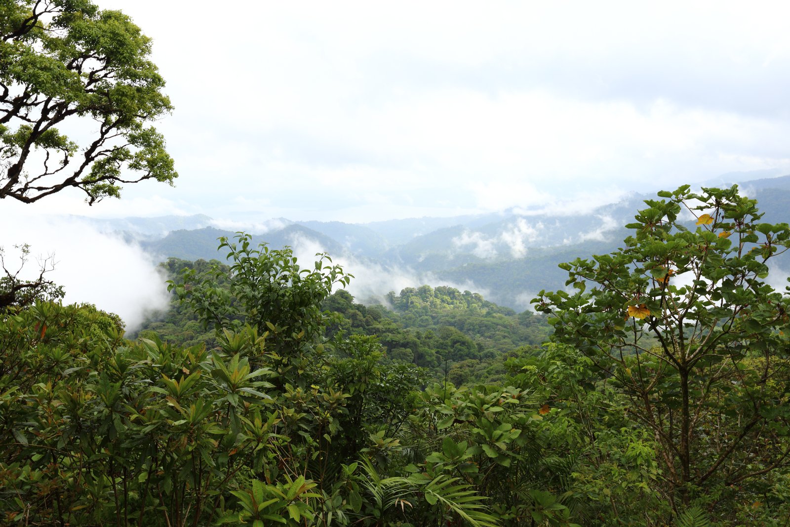 Cloud Forest & Rainforest