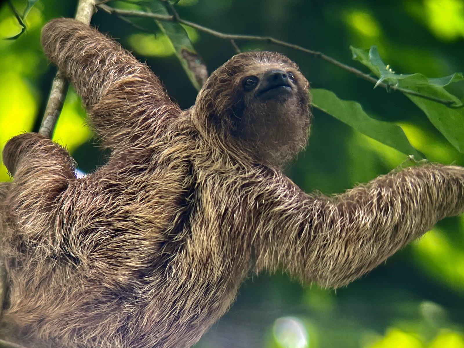 Three-toed Sloth