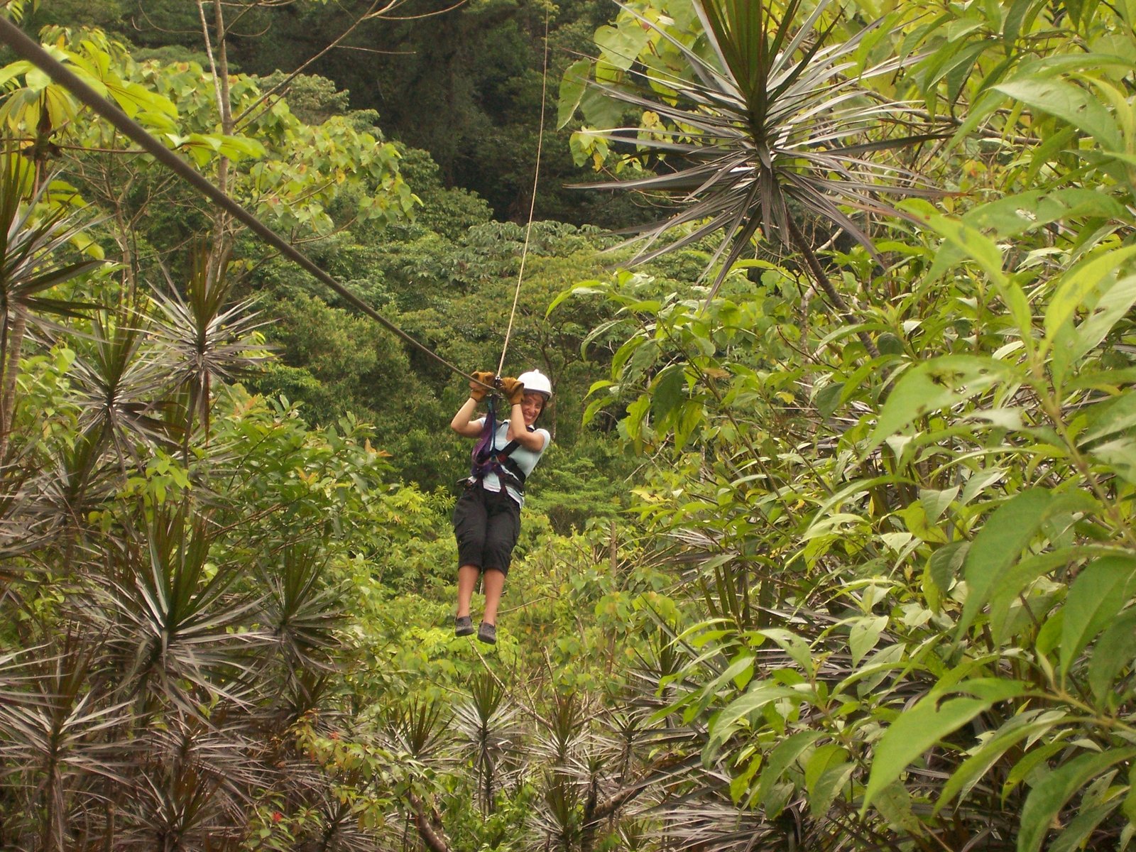 Ziplining / Canopy