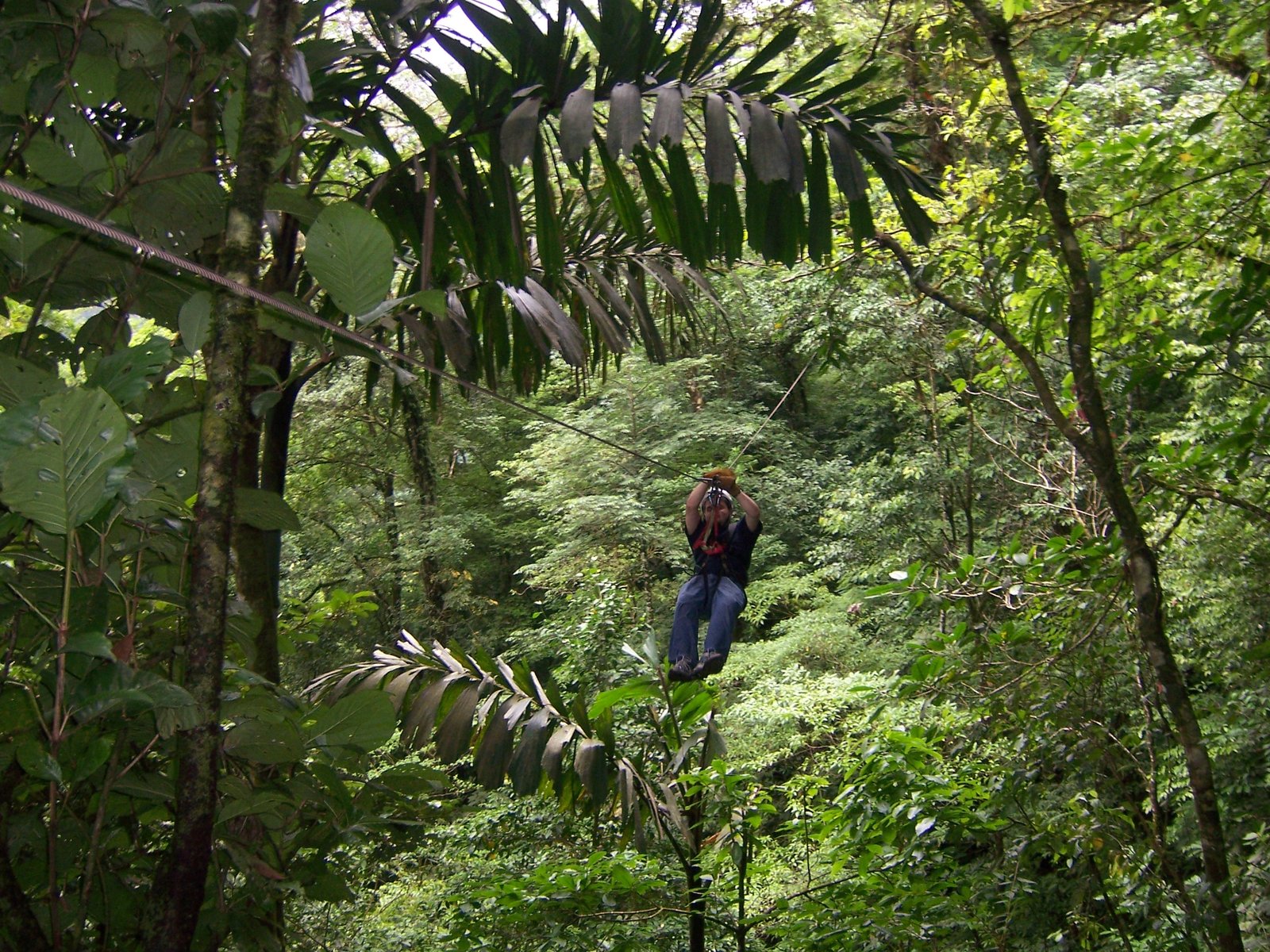 Ziplining / Canopy